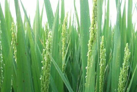種植水稻，注重水稻三個時期的管理，更有利于水稻創(chuàng)高產(chǎn)？