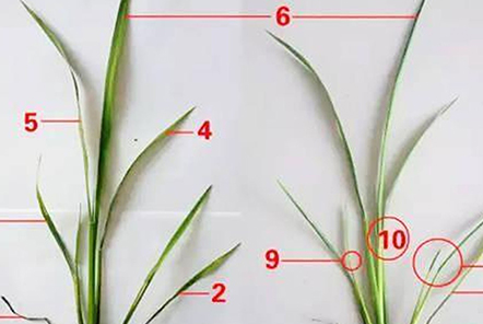 水稻7個(gè)葉是什么意思？