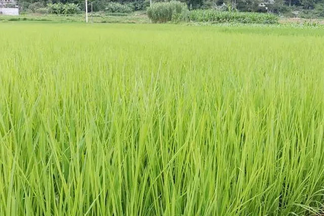 水稻苗徒長跟種子有關(guān)嗎？水稻苗徒長原因有3種，應(yīng)對(duì)癥采取措施